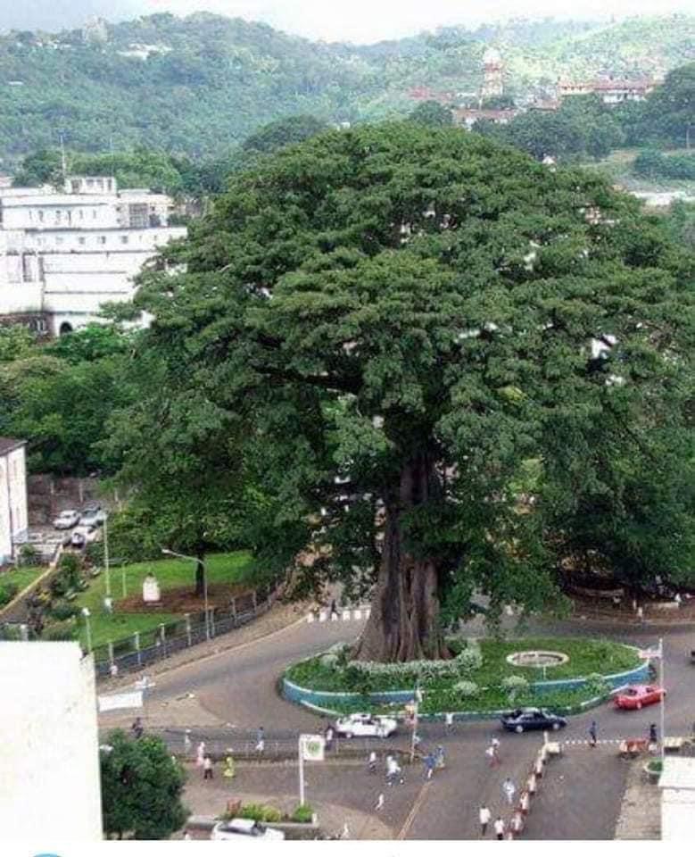 The historic Cotton Tree in central Freetown, Sierra Leone